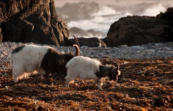 wild goats photo weetoon66