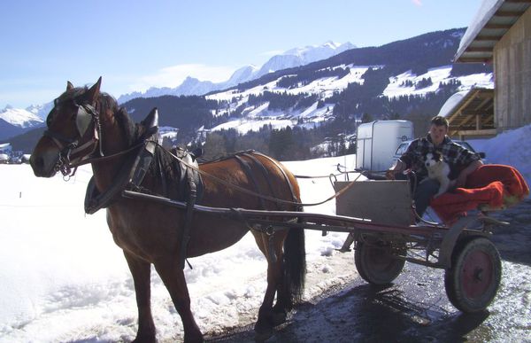 cheval de Megève élev. et photo DUVILLARD François4