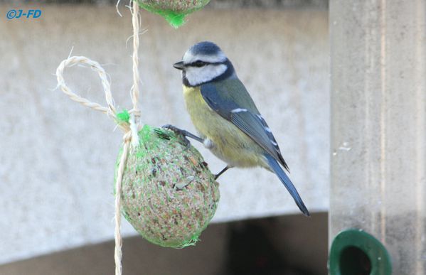 Mésange bleue (1098)