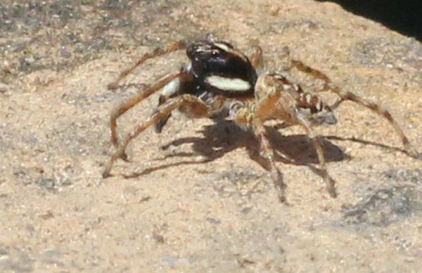 arachnides 1596
