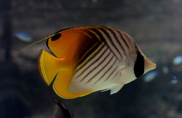 chaetodon cocher