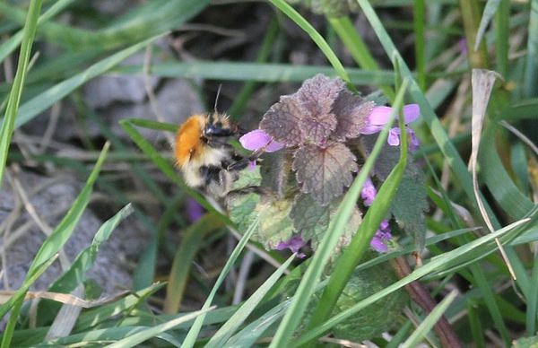 bourdon des champs bombus pascuorum (3)