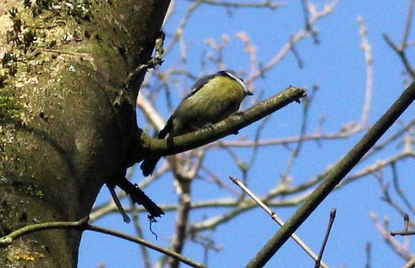 mésange bleue (2)