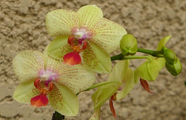 orchidéejaune2