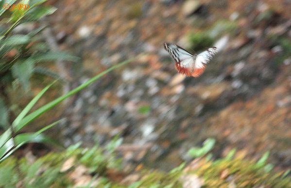papillon - 697 - Kyoto-Japon sept 2010