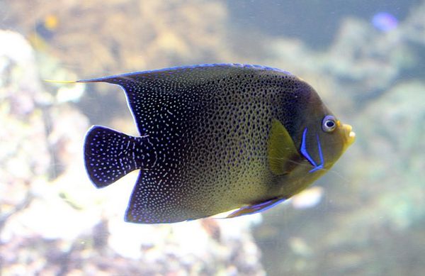 poisson ange