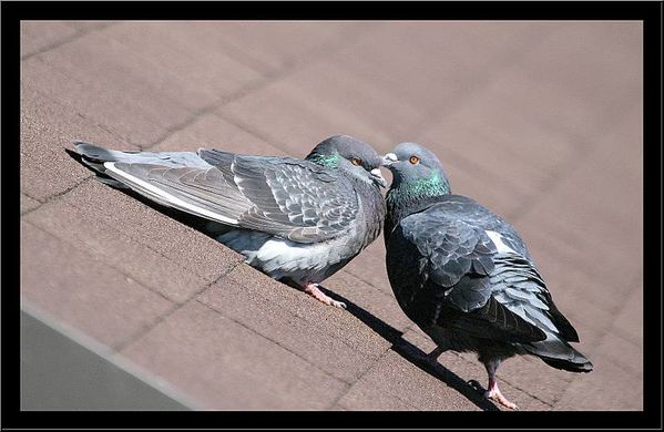 pigeo-couple-yeux-ouverts.jpg