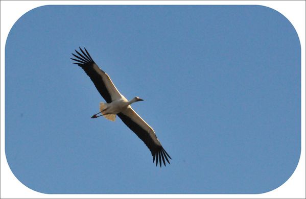 Cigogne-a-Portiragnes-aout-2011.jpg