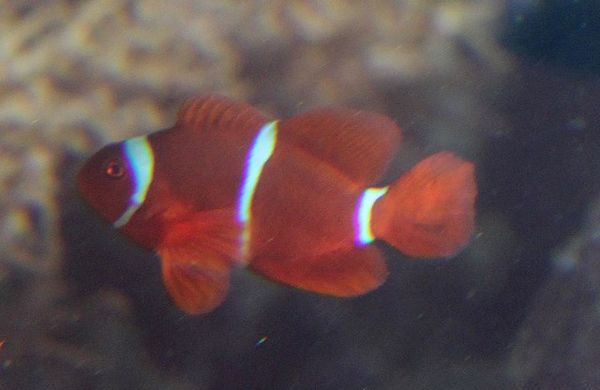 clown épineux