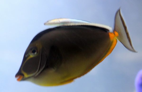 poisson chirurgien