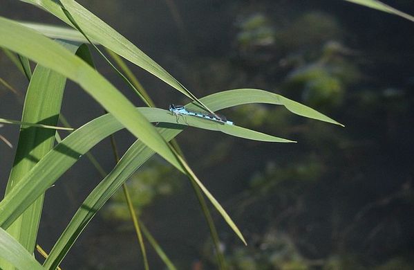 Agrion-porte-coupe--2-.jpg
