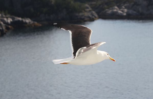 Croisiere Groenland0138a