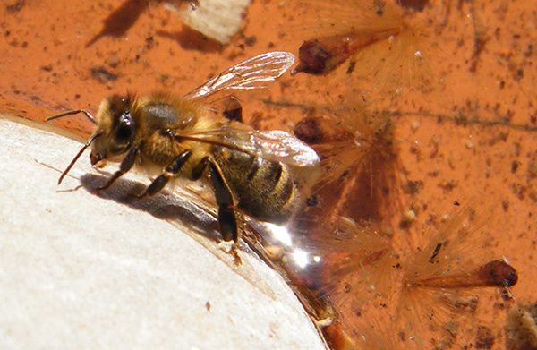 abeille-s-abreuvant-09.03---3.JPG