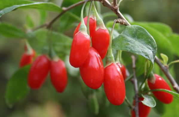 Baie-fruit-goji.jpeg