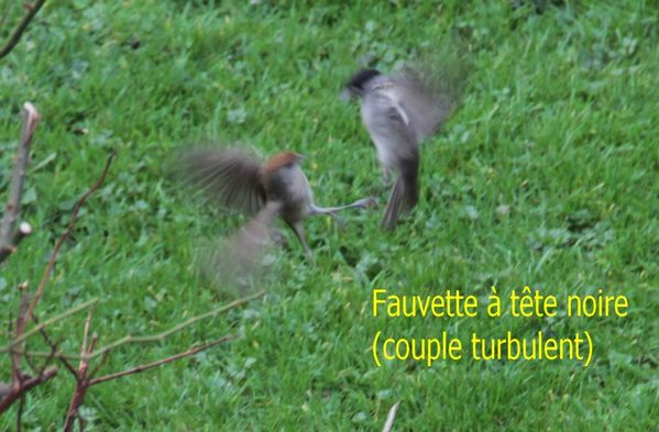 fauvette couple[1]