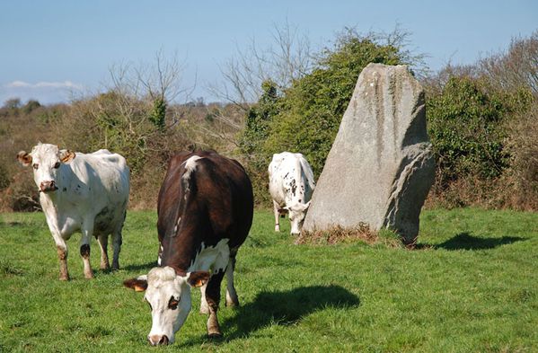 vache-menhir-700.jpg