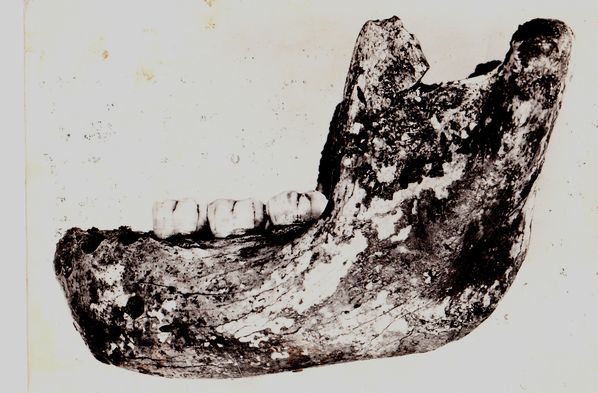 Mandibule-de-Montmaurin-jpg