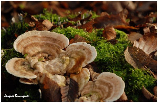 Chantilly foret saint jacques