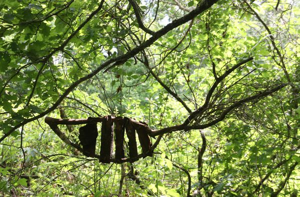 Divers-3-6584-Les-poissons-se-balancent-dans-les-branches-jpg