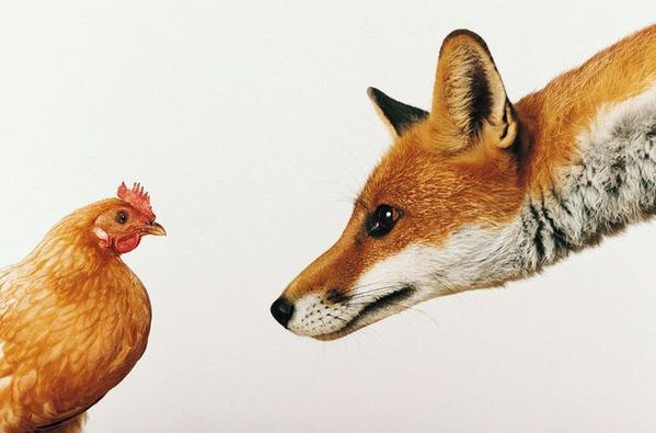 renard-poule3.JPG