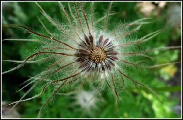 fleur-a-souffler.jpg