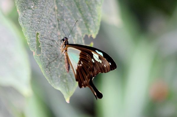 10-aout-2012-papillons-La-Queue 0752