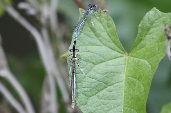 agrion à larges pattes (6)