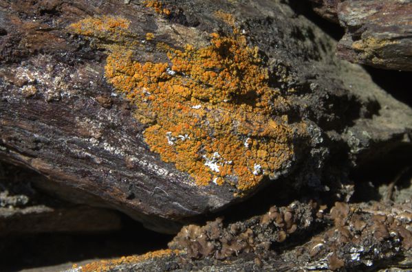 17012013-lichen-rouille.jpg