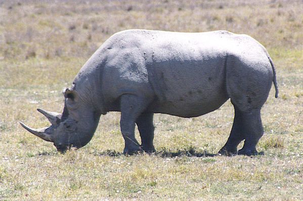 rhinoceros blanc 2 tanzanie