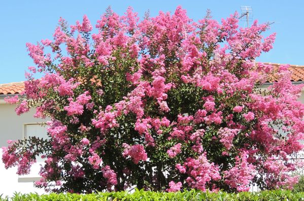 Lagerstroemia-3.jpg