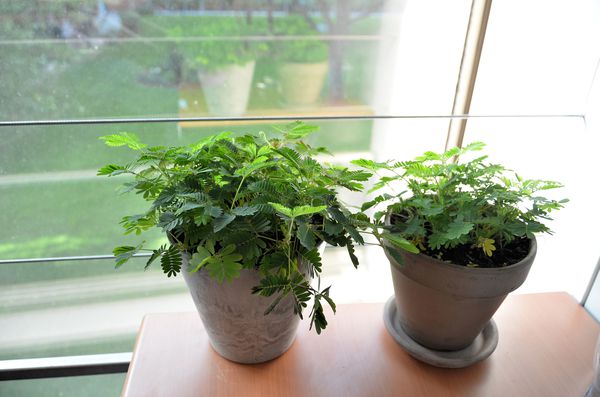 plantes-et-fleurs 2652