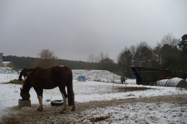 chevaux-paddocks-pres-neige-hiver-abri-foin.JPG