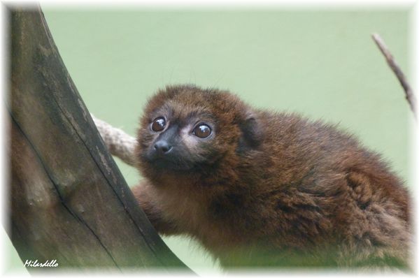 lemur-a-ventre-roux-3.JPG