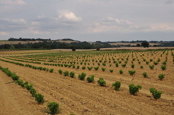 Armagnac--2-.JPG
