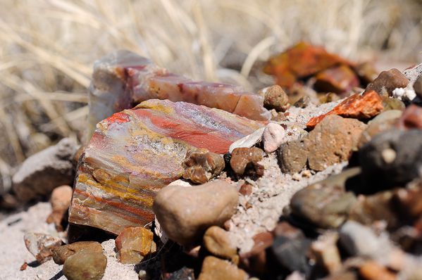 2012-02_03-Petrified-Forest-National-Park-Arizona--copie-1.jpg