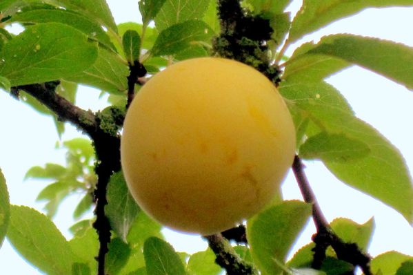 ay02 - Belle prune