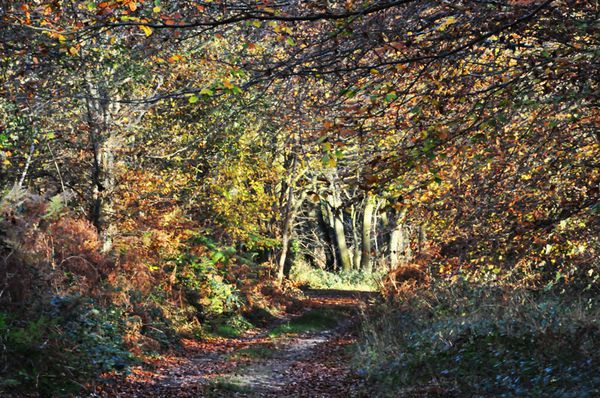 Chemin-LVI-010