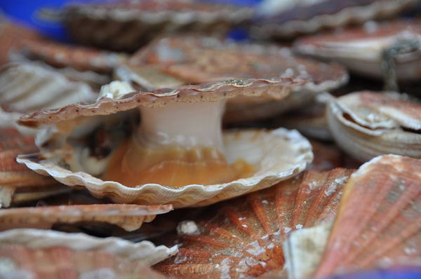 Coquille-05102011-100