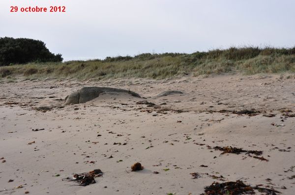 Tortue-2013-cmp-0783.jpg