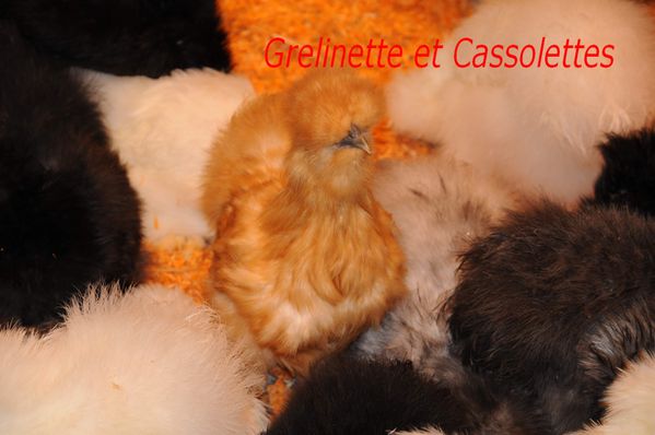 Poules_T.jpg
