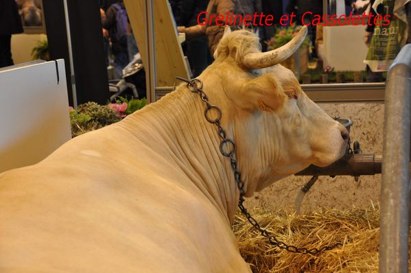 Vache_T.jpg