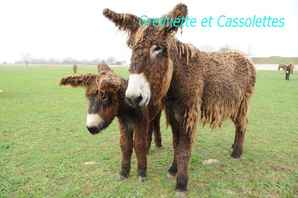 LesAnes_T.jpg