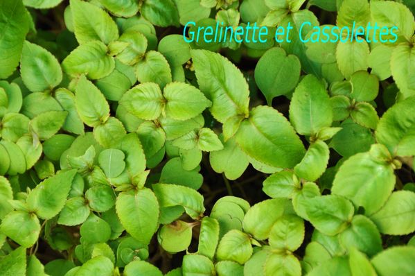 Impatiens_T.jpg
