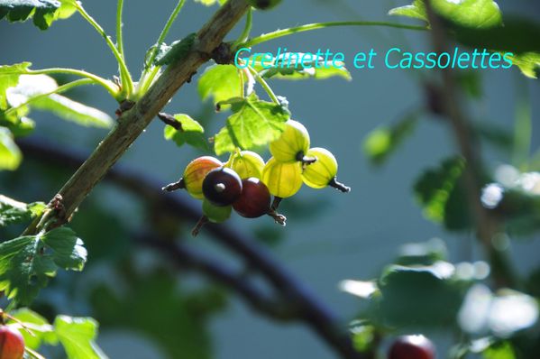 Caseilles3.jpg