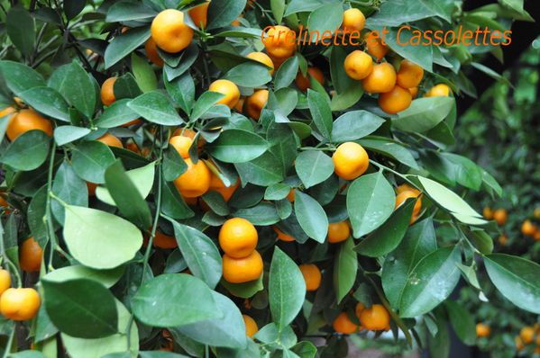 Oranges.jpg