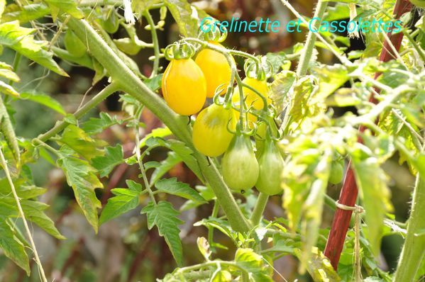 Tomates_T.jpg