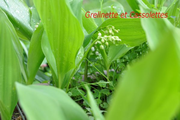 Muguet_T.jpg