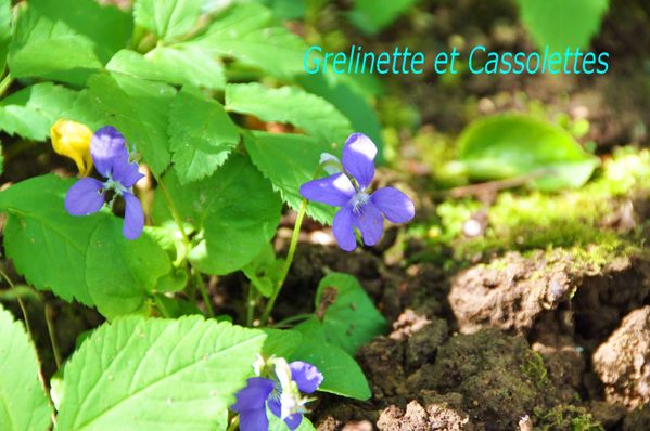 Violettes_T.jpg