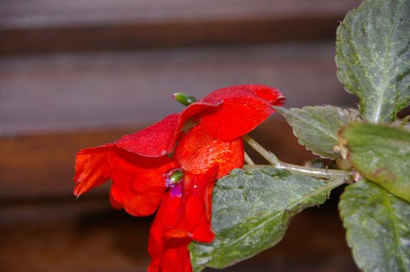 coeur de fleur