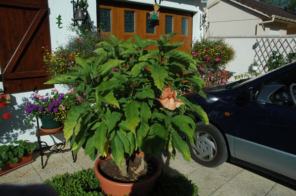 brugmansias-0030.JPG